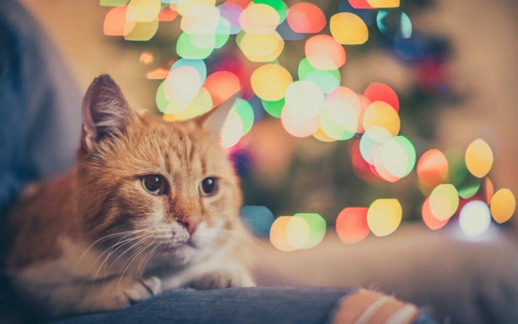 cặp mèo dễ thương